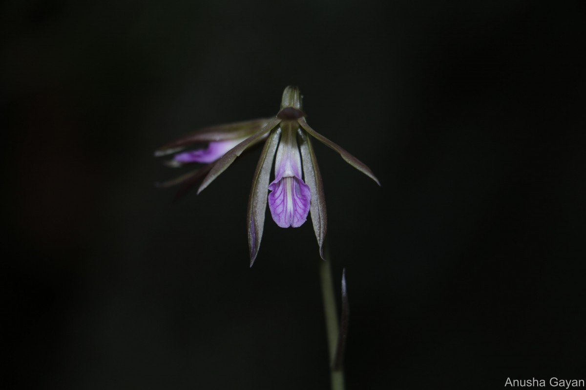 Nervilia plicata (Andrews) Schltr.